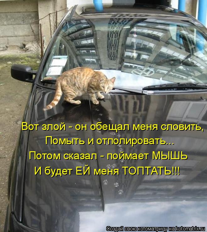Помыть и отполировать... Потом сказал - поймает МЫШЬ Вот злой - он обещал меня словить, И будет ЕЙ ме... Котоматрица: Помыть и отполировать... Потом сказал - поймает МЫШЬ Вот злой - он обещал меня словить, И будет ЕЙ меня ТОПТАТЬ!!!