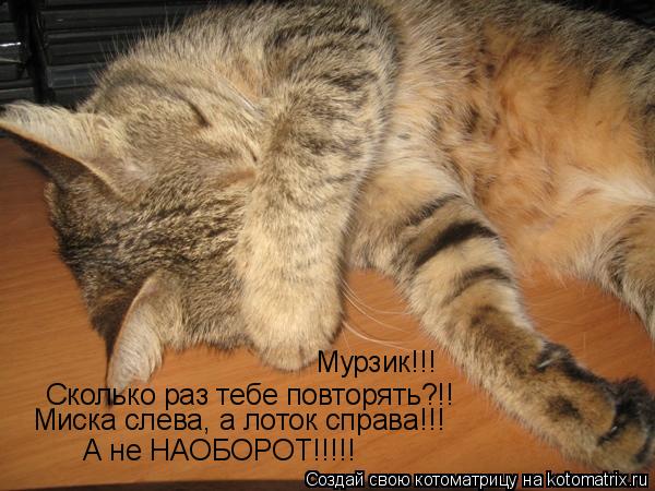 Мурзик!!! Сколько раз тебе повторять?!! Миска слева, а лоток справа!!! А не НАОБОРОТ!!!!!... Котоматрица: Мурзик!!! Сколько раз тебе повторять?!! Миска слева, а лоток справа!!! А не НАОБОРОТ!!!!!