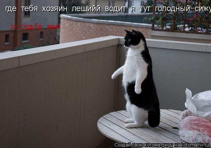 где тебя хозяин лешийй водит я тут голодный сижу эх судьба моя... Котоматрица: где тебя хозяин лешийй водит я тут голодный сижу эх судьба моя