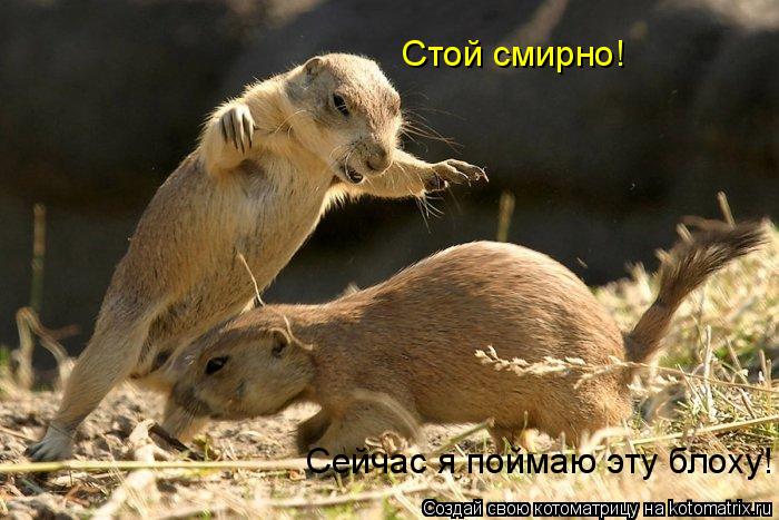 Стой смирно! Сейчас я поймаю эту блоху!... Котоматрица: Стой смирно! Сейчас я поймаю эту блоху!