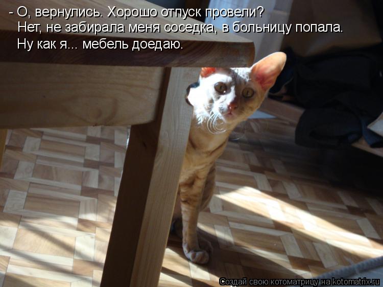 - О, вернулись. Хорошо отпуск провели? Нет, не забирала меня соседка, в больницу попала. Ну как я... ... Котоматрица: - О, вернулись. Хорошо отпуск провели? Нет, не забирала меня соседка, в больницу попала. Ну как я... мебель доедаю.