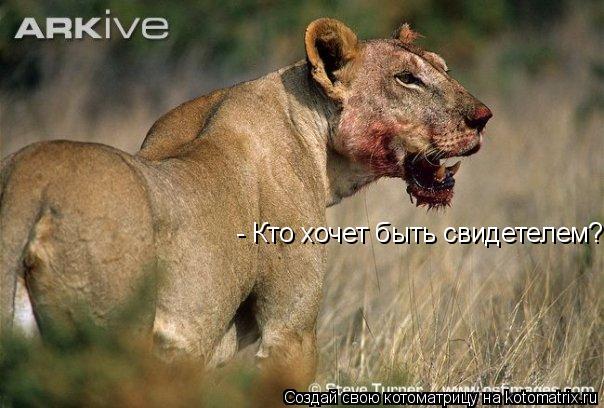 - Кто хочет быть свидетелем?... Котоматрица: - Кто хочет быть свидетелем?