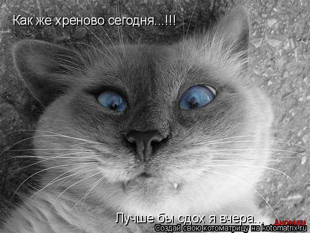 Как же хреново сегодня...!!! Лучше бы сдох я вчера...... Котоматрица: Как же хреново сегодня...!!! Лучше бы сдох я вчера...