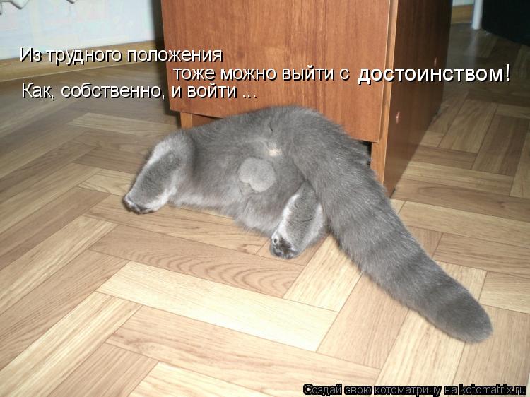 Из трудного положения достоинством! Как, собственно, и войти ... тоже можно выйти с... Котоматрица: Из трудного положения достоинством! Как, собственно, и войти ... тоже можно выйти с