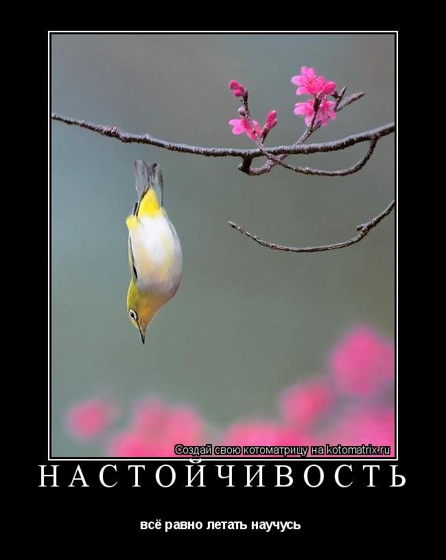 настойчивость всё равно летать научусь ... Котоматрица: настойчивость всё равно летать научусь