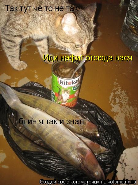 Так тут чё то не так Иди нафиг отсюда вася блин я так и знал... Котоматрица: Так тут чё то не так Иди нафиг отсюда вася блин я так и знал