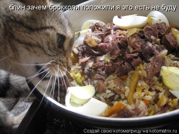 блин зачем брокколи положили я это есть не буду... Котоматрица: блин зачем брокколи положили я это есть не буду