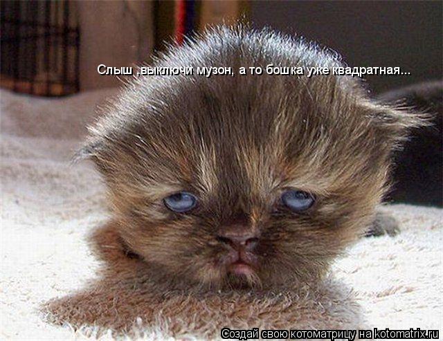 Слыш ,выключи музон, а то бошка уже квадратная...... Котоматрица: Слыш ,выключи музон, а то бошка уже квадратная...