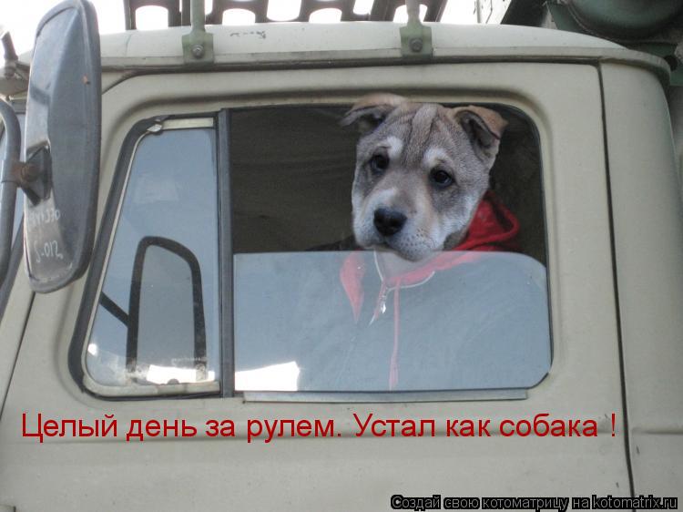 Целый день за рулем. Устал как собака !... Котоматрица: Целый день за рулем. Устал как собака !