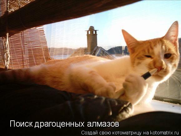 Поиск драгоценных алмазов... Котоматрица: Поиск драгоценных алмазов