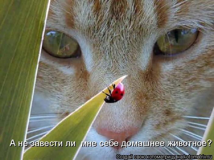А не завести ли мне себе домашнее животное?... Котоматрица: А не завести ли мне себе домашнее животное?