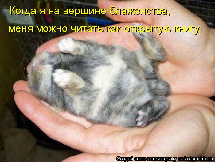 Когда я на вершине блаженства, меня можно читать как открытую книгу.... Котоматрица: Когда я на вершине блаженства, меня можно читать как открытую книгу.
