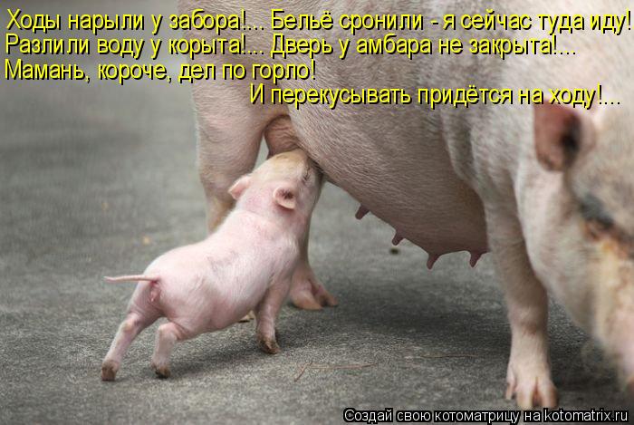 Котоматрица: Ходы нарыли у забора!... Бельё сронили - я сейчас туда иду!... Разлили воду у корыта!... Дверь у амбара не закрыта!... Мамань, короче, дел по горло!  