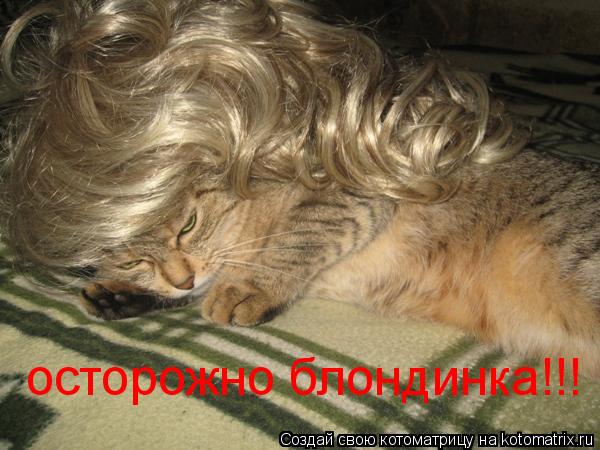 осторожно блондинка!!!... Котоматрица: осторожно блондинка!!!