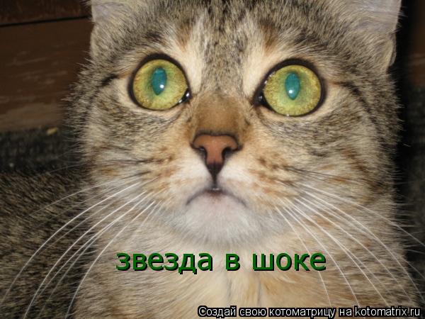 звезда в шоке... Котоматрица: звезда в шоке