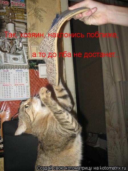 Так, хозяин, наклонись поближе, а то до лба не достанет...... Котоматрица: Так, хозяин, наклонись поближе, а то до лба не достанет...