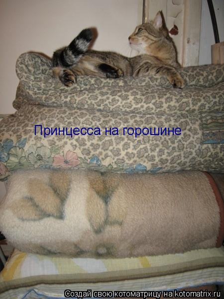 Принцесса на горошине... Котоматрица: Принцесса на горошине