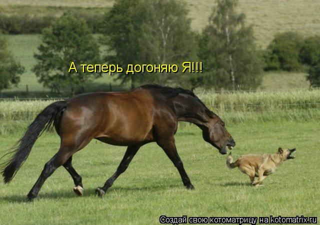 А теперь догоняю Я!!!... Котоматрица: А теперь догоняю Я!!!