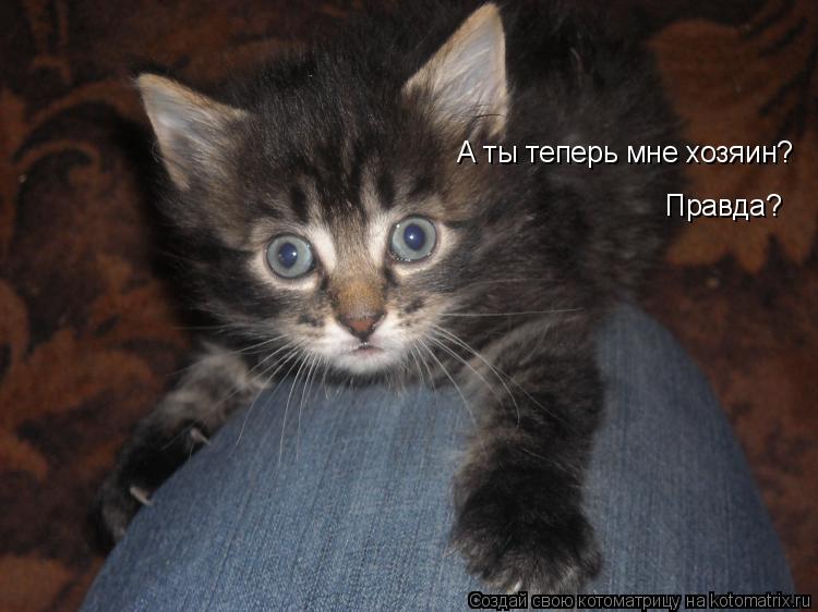 А ты теперь мне хозяин? Правда?... Котоматрица: А ты теперь мне хозяин? Правда?