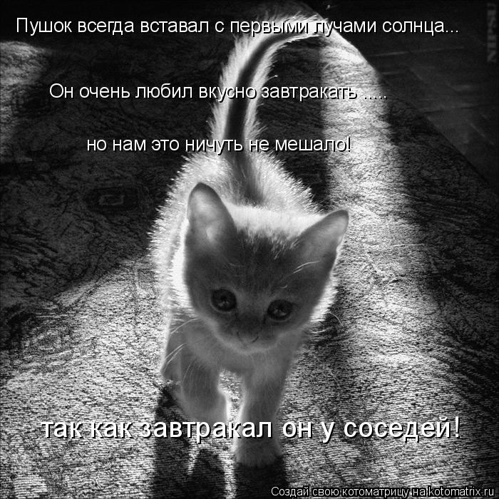 Пушок всегда вставал с первыми лучами солнца... Он очень любил вкусно завтракать ..... но нам это нич... Котоматрица: Пушок всегда вставал с первыми лучами солнца... Он очень любил вкусно завтракать ..... но нам это ничуть не мешало! так как завтракал он у сосед