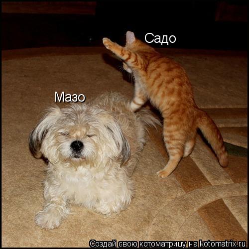 Садо Мазо... Котоматрица: Садо Мазо
