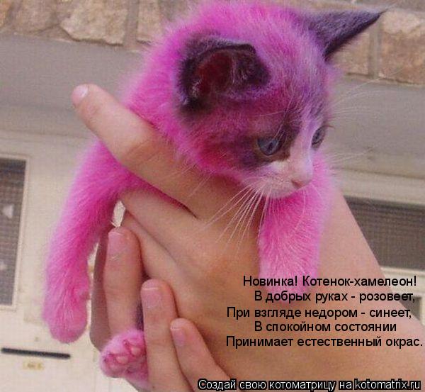 В добрых руках - розовеет, При взгляде недором - синеет, В спокойном состоянии Принимает естественн... Котоматрица: В добрых руках - розовеет, При взгляде недором - синеет, В спокойном состоянии Принимает естественный окрас. Новинка! Котенок-хамелеон!