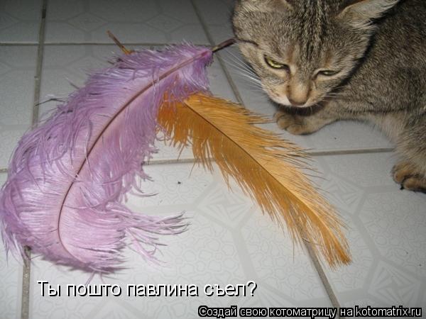 Ты пошто павлина съел?... Котоматрица: Ты пошто павлина съел?