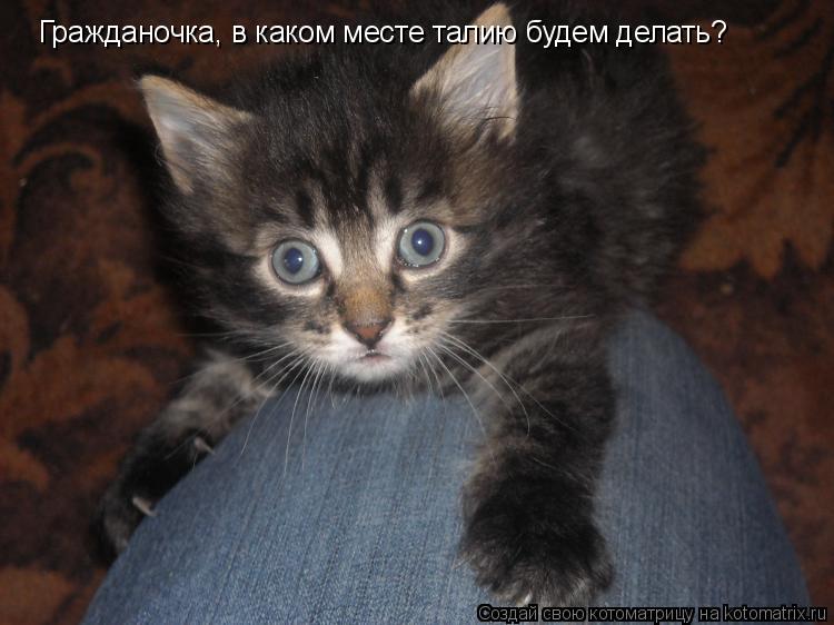 Гражданочка, в каком месте талию будем делать?... Котоматрица: Гражданочка, в каком месте талию будем делать?