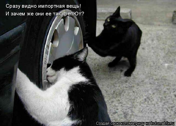 Сразу видно импортная вещь! И зачем же они ее так крепЮт?... Котоматрица: Сразу видно импортная вещь! И зачем же они ее так крепЮт?