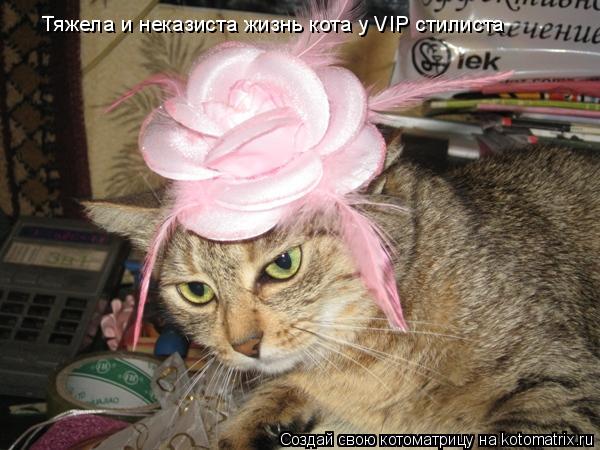 Тяжела и неказиста жизнь кота у VIP стилиста... Котоматрица: Тяжела и неказиста жизнь кота у VIP стилиста