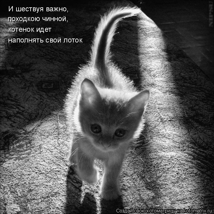 И шествуя важно, походкою чинной, котенок идет наполнять свой лоток... Котоматрица: И шествуя важно, походкою чинной, котенок идет наполнять свой лоток