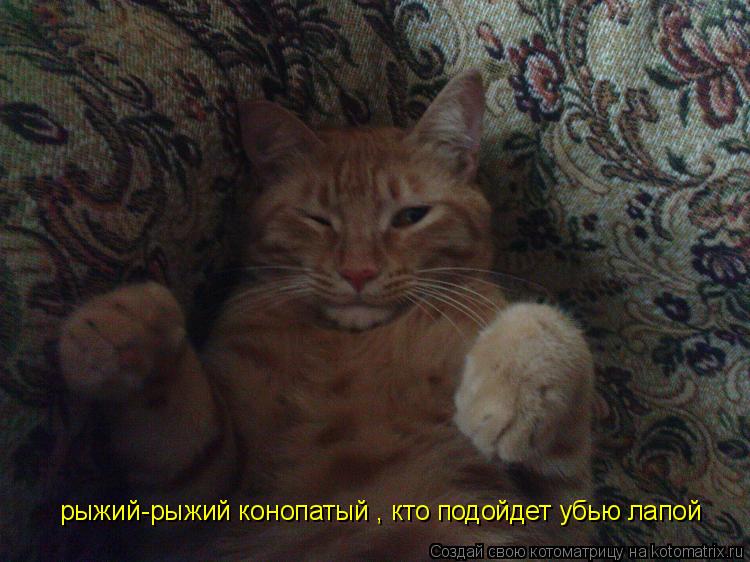 рыжий-рыжий конопатый , кто подойдет убью лапой... Котоматрица: рыжий-рыжий конопатый , кто подойдет убью лапой