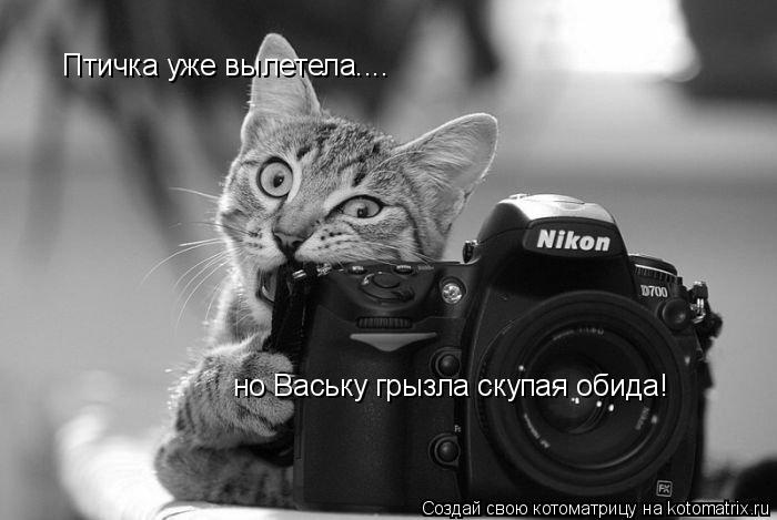 Птичка уже вылетела.... но Ваську грызла скупая обида!... Котоматрица: Птичка уже вылетела.... но Ваську грызла скупая обида!