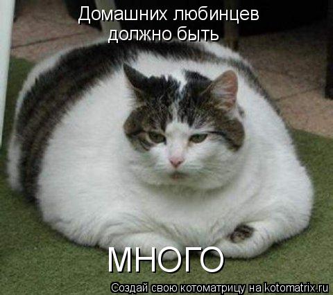 Домашних любинцев должно быть МНОГО... Котоматрица: Домашних любинцев должно быть МНОГО