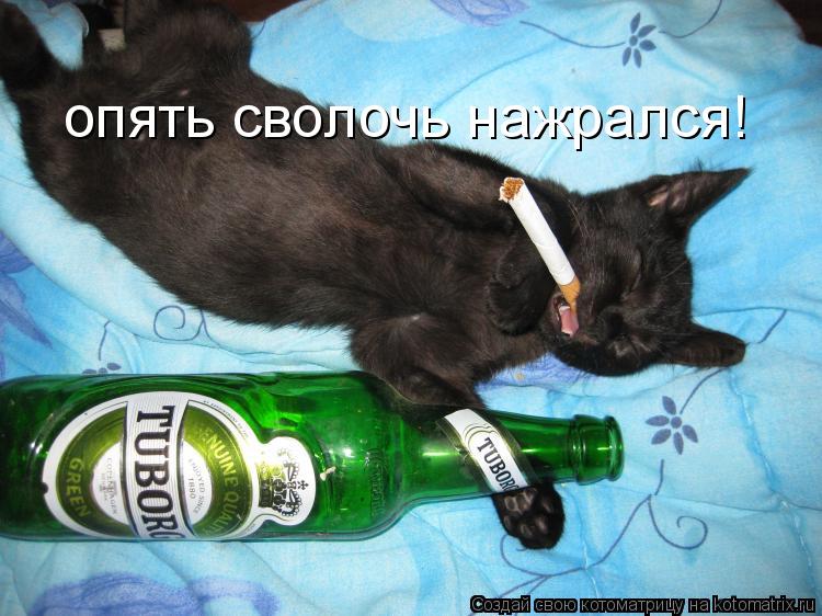 опять сволочь нажрался!... Котоматрица: опять сволочь нажрался!