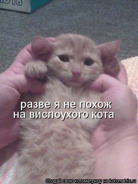 разве я не похож на вислоухого кота... Котоматрица: разве я не похож на вислоухого кота