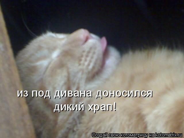 из под дивана доносился дикий храп!... Котоматрица: из под дивана доносился дикий храп!
