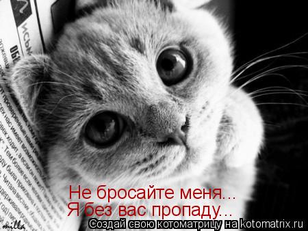 Котоматрица: Не бросайте меня... Я без вас пропаду...