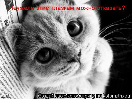 Неужели этим глазкам можно отказать?... Котоматрица: Неужели этим глазкам можно отказать?