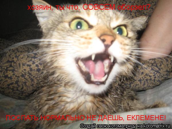 хозяин, ты что, СОВСЕМ оборзел? ПОСПАТЬ НОРМАЛЬНО НЕ ДАЕШЬ, ЕКЛЕМЕНЕ!... Котоматрица: хозяин, ты что, СОВСЕМ оборзел? ПОСПАТЬ НОРМАЛЬНО НЕ ДАЕШЬ, ЕКЛЕМЕНЕ!