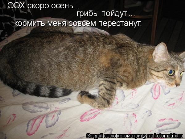 ООХ скоро осень... грибы пойдут.... кормить меня совсем перестанут.... Котоматрица: ООХ скоро осень... грибы пойдут.... кормить меня совсем перестанут.