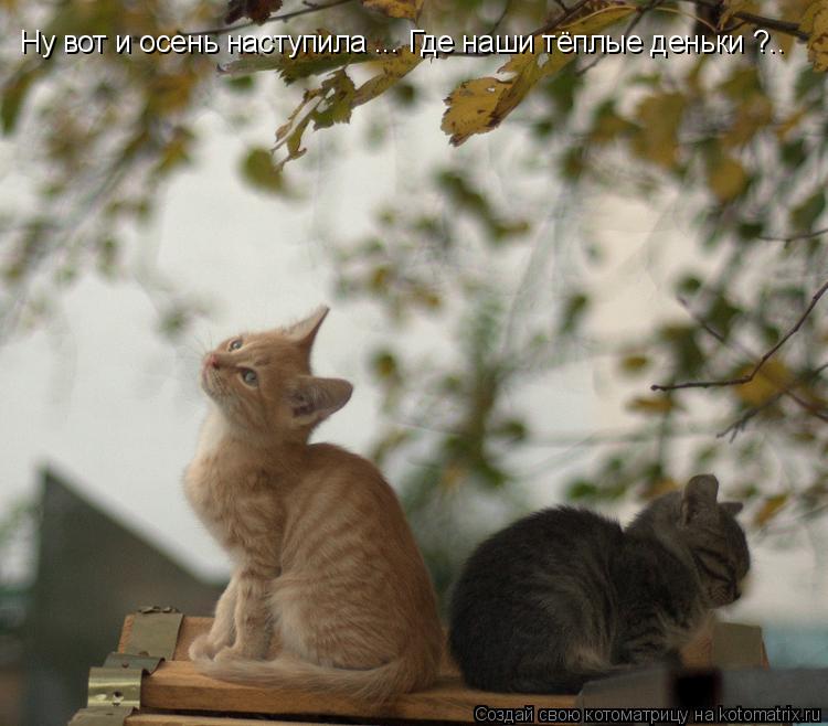Котоматрица: Ну вот и осень наступила ... Где наши тёплые деньки ?..
