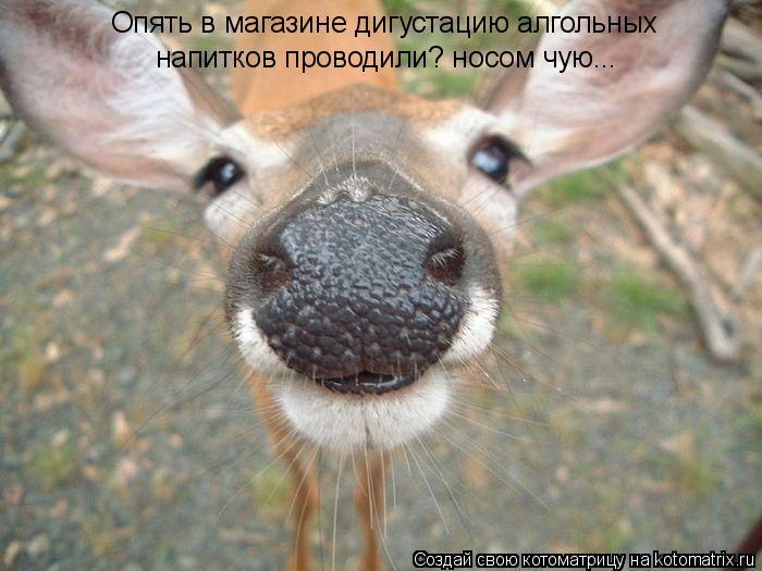 Опять в магазине дигустацию алгольных напитков проводили? носом чую...... Котоматрица: Опять в магазине дигустацию алгольных напитков проводили? носом чую...