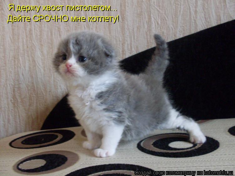 Я держу хвост пистолетом... Дайте СРОЧНО мне котлету!... Котоматрица: Я держу хвост пистолетом... Дайте СРОЧНО мне котлету!