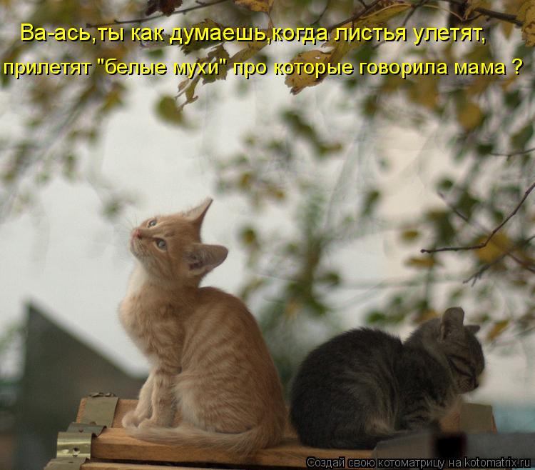 Ва-ась,ты как думаешь,когда листья улетят, прилетят "белые мухи" про которые говорила мама ?... Котоматрица: Ва-ась,ты как думаешь,когда листья улетят, прилетят "белые мухи" про которые говорила мама ?