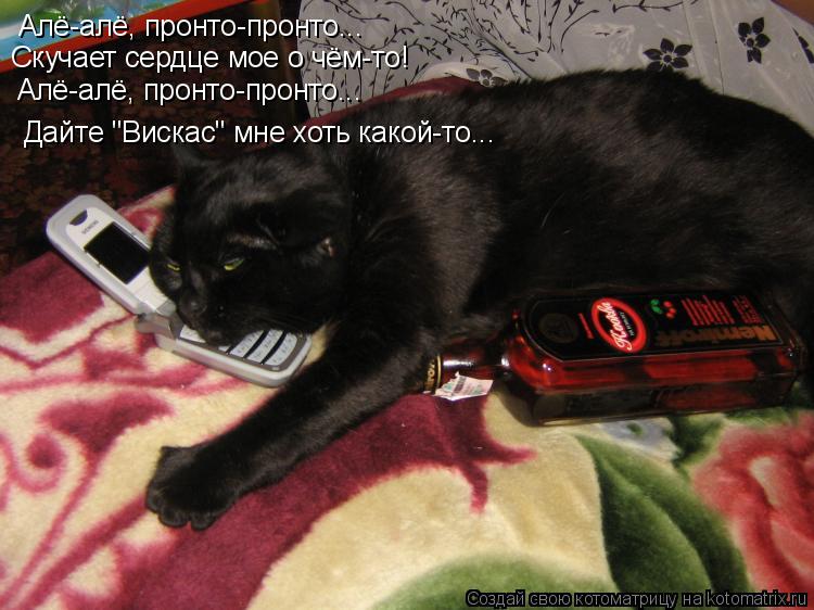 Алё-алё, пронто-пронто... Скучает сердце мое о чём-то! Алё-алё, пронто-пронто... Дайте "Вискас" мне х... Котоматрица: Алё-алё, пронто-пронто... Скучает сердце мое о чём-то! Алё-алё, пронто-пронто... Дайте "Вискас" мне хоть какой-то...