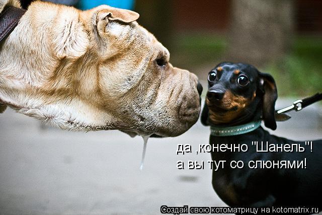 да ,конечно "Шанель"! а вы тут со слюнями!... Котоматрица: да ,конечно "Шанель"! а вы тут со слюнями!