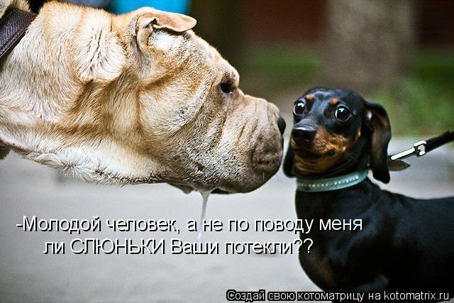 -Молодой человек, а не по поводу меня ли СЛЮНЬКИ Ваши потекли??... Котоматрица: -Молодой человек, а не по поводу меня ли СЛЮНЬКИ Ваши потекли??