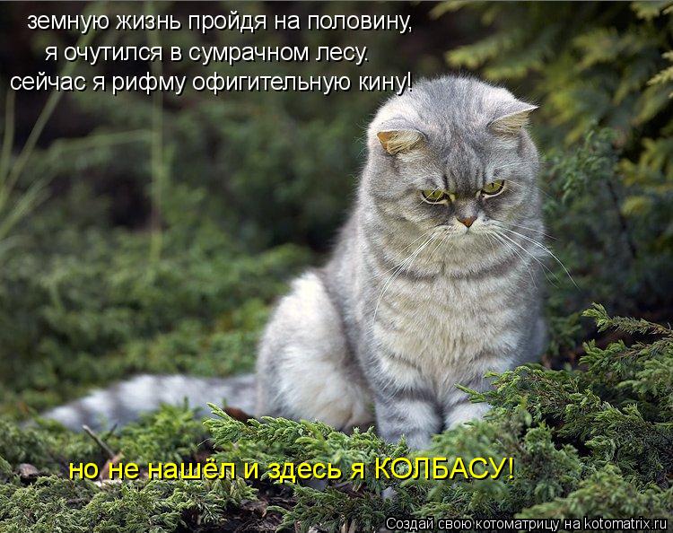 земную жизнь пройдя на половину, я очутился в сумрачном лесу. сейчас я рифму офигительную кину! но не... Котоматрица: земную жизнь пройдя на половину, я очутился в сумрачном лесу. сейчас я рифму офигительную кину! но не нашёл и здесь я КОЛБАСУ!