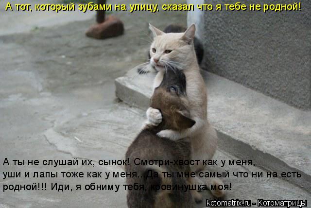 А тот, который зубами на улицу, сказал что я тебе не родной! А ты не слушай их, сынок! Смотри-хвост к... Котоматрица: А тот, который зубами на улицу, сказал что я тебе не родной! А ты не слушай их, сынок! Смотри-хвост как у меня, уши и лапы тоже как у меня...Да ты